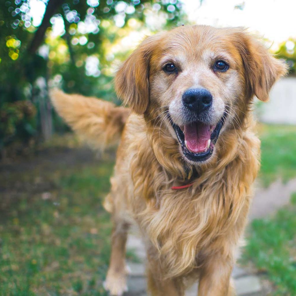 A happy dog welcoming you to VetMD 2x